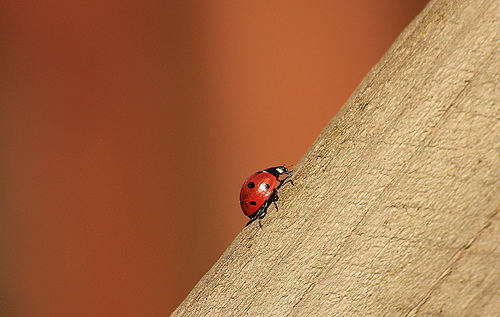 7021825371_b7bae6ef65